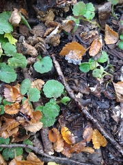 Dysopsis glechomoides
