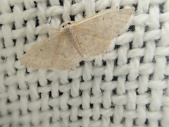 Idaea philocosma
