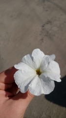 Petunia