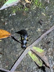 Apecholinus imitator