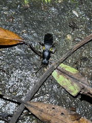 Apecholinus imitator