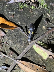 Apecholinus imitator