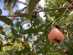 Syzygium aqueum
