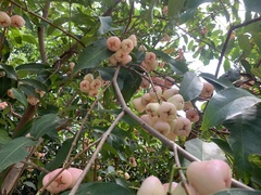 Syzygium aqueum