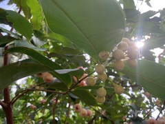 Syzygium aqueum