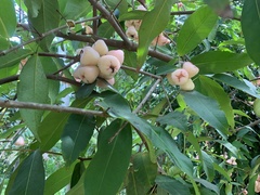 Syzygium aqueum
