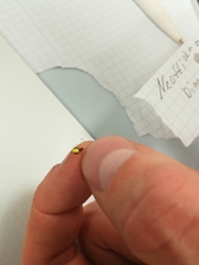 Neottiura bimaculata