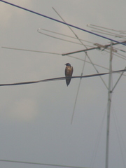 Hirundo rustica