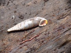 Laciniaria plicata