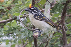 Pogoniulus pusillus affinis