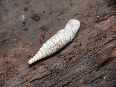 Laciniaria plicata