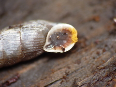 Laciniaria plicata
