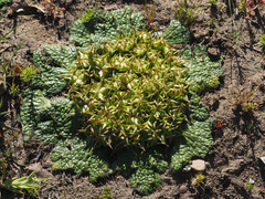 Arctopus echinatus