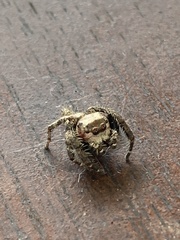 Hyllus semicupreus