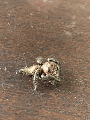 Hyllus semicupreus