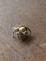 Hyllus semicupreus