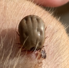 Rhipicephalus sanguineus