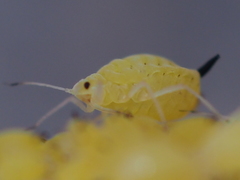 Aphis verbasci