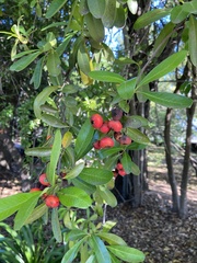 Pyracantha crenulata