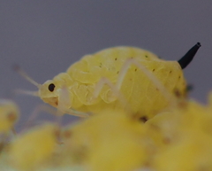 Aphis verbasci