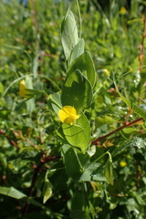 Lathyrus aphaca
