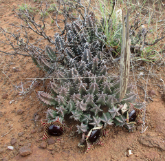 Ceropegia zebrina image