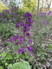 Lunaria annua