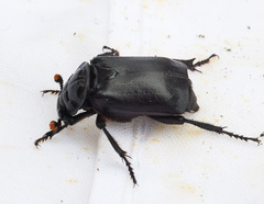 Nicrophorus nigrita