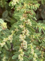 Euphorbia anthonyi
