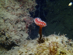 Sycozoa