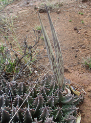 Ceropegia zebrina image