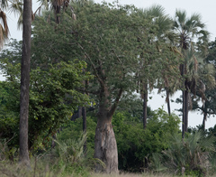 Adansonia digitata