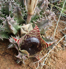 Ceropegia zebrina image