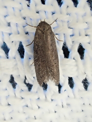 Athetiina