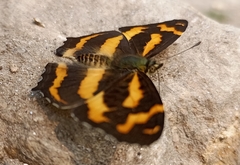 Symbrenthia niphanda