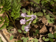 Corydalis caudata