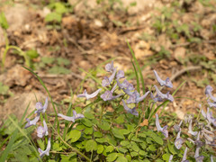 Corydalis caudata