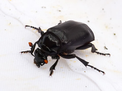 Nicrophorus nigrita