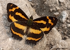 Symbrenthia niphanda
