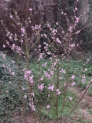 Prunus triloba