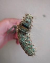 Euglyphis submarginalis