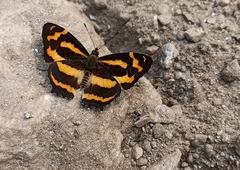 Symbrenthia niphanda