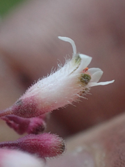 Heuchera brevistaminea