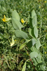 Lathyrus aphaca