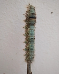 Euglyphis submarginalis