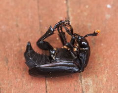 Nicrophorus nigrita