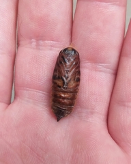 Euglyphis submarginalis