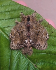 Euglyphis submarginalis