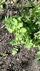 Chelidonium majus
