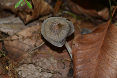 Coprinellus xanthothrix